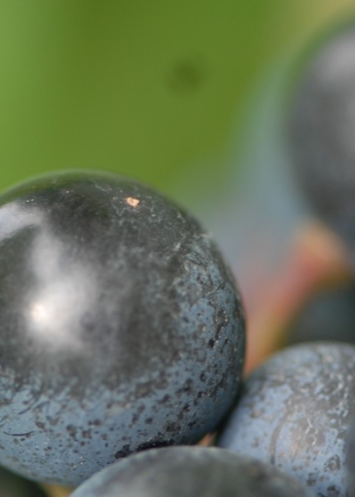 Dornfelder ANT 0360